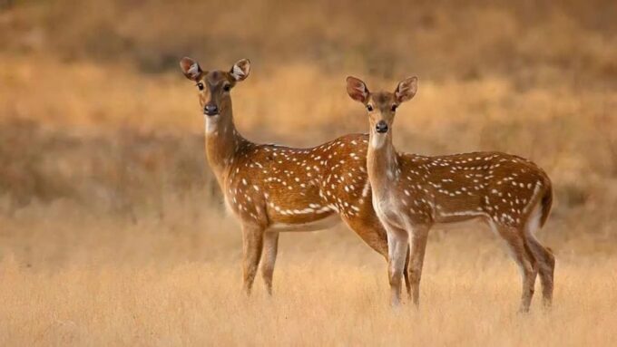 Yala National Park & Birds Park From Galle/Weligama/Mirissa - Cancellation Policy