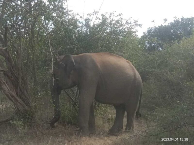 Yala National Park Budget Safari - Pickup and Transportation Details