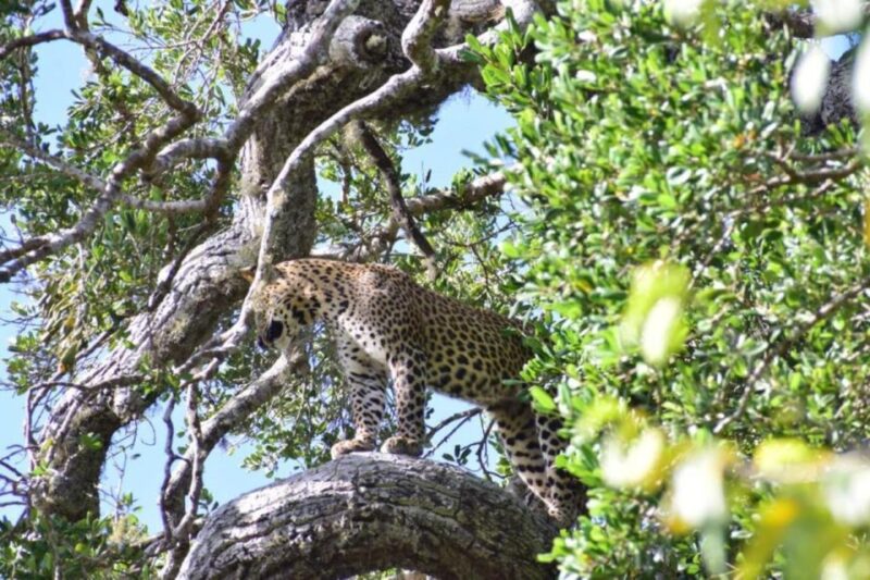 Yala National Park Budget Safari - Traveler Feedback and Insights
