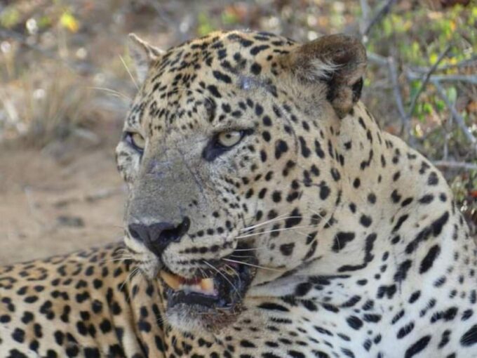 Yala National Park Budget Safari - Highlights of the Safari Tour