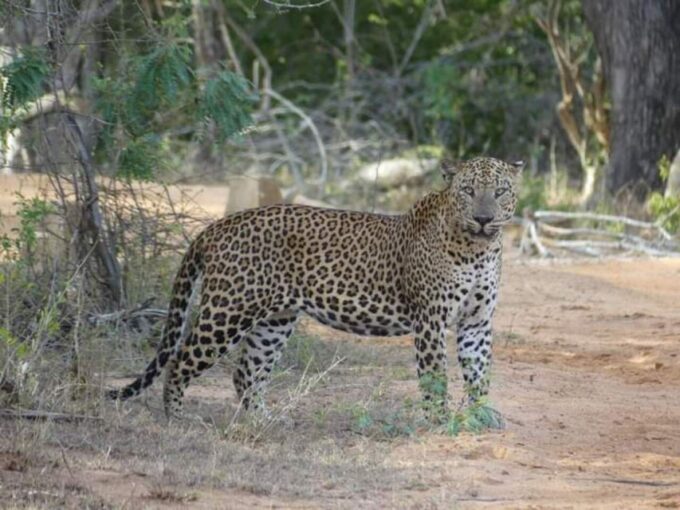 Yala National Park Budget Safari - Recap