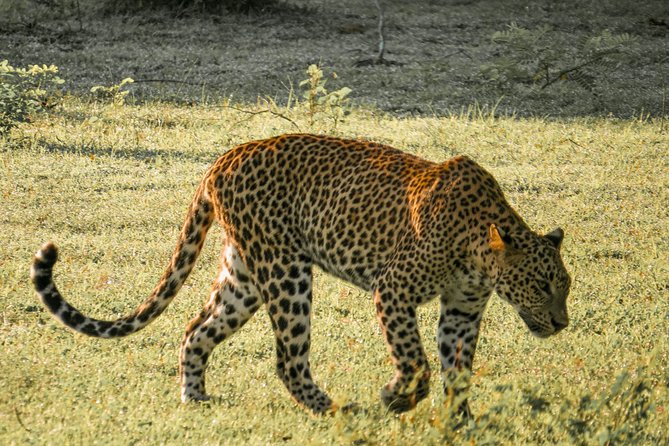 Yala National Park Entrance Ticket - Key Points