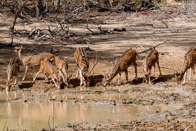 Yala National Park Entrance Ticket - Park Entrance Vouchers