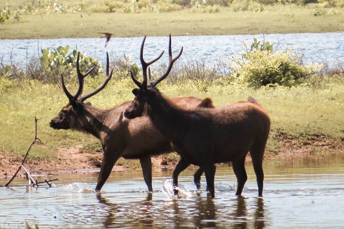 Yala National Park Entrance Ticket - Experienced Drivers and Guides