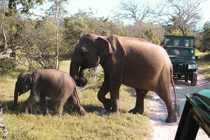 Yala National Park Entrance Ticket - Accessibility and Recommendations