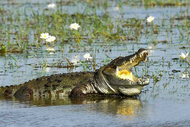 Yala National Park Full-Day Jeep Safari With Lunch - Tour Overview