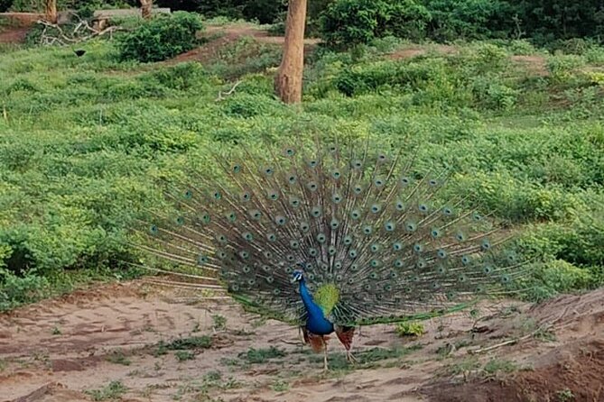 Yala National Park Full-Day Jeep Safari With Lunch - Customer Testimonials