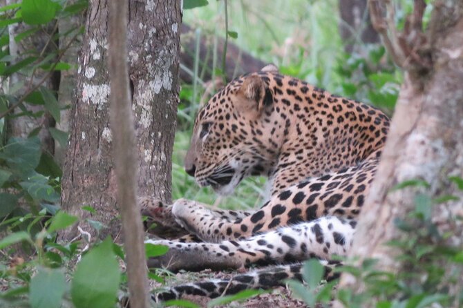 Yala National Park - Full Day Safari (04:30 Am - 06:00 Pm) - Luxury Safari Jeeps