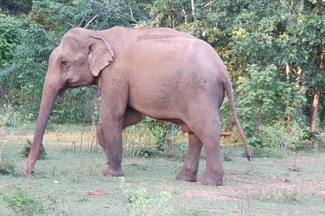 Yala National Park - Full Day Safari (04:30 Am - 06:00 Pm) - Included Amenities