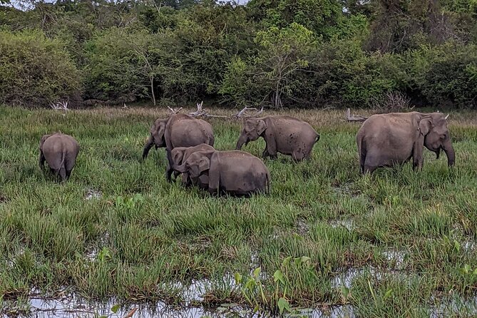 Yala National Park - Full Day Safari (04:30 Am - 06:00 Pm) - Pickup and Accessibility