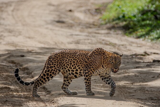 Yala National Park - Full Day Safari (04:30 Am - 06:00 Pm) - Customer Reviews