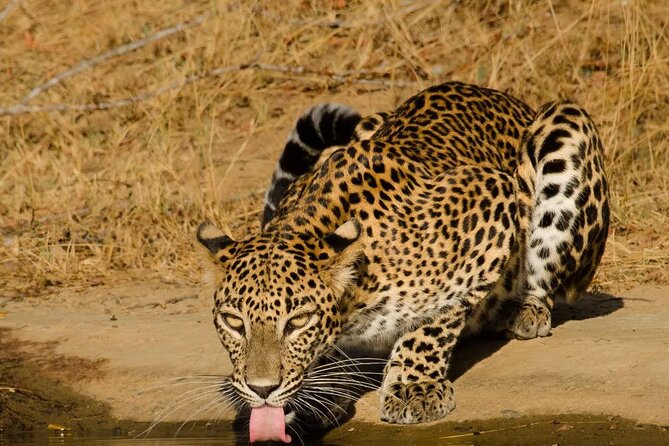 Yala National Park - Full Day Safari (04:30 Am - 06:00 Pm) - Booking Information