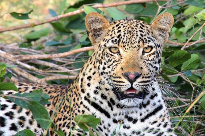 Yala National Park Full Day Safari From Hambantota Cruise Terminal - Meeting and Pickup Information