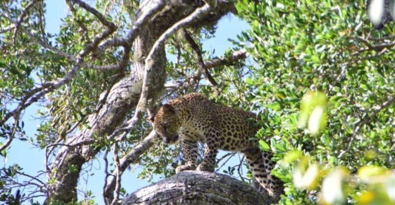 Yala National Park Full Day Safari - Safari Experience
