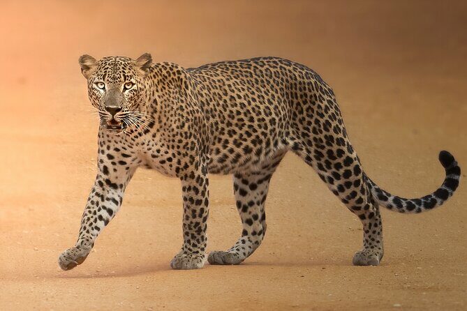 Yala National Park Full Day Safari Tour - The Itinerary: What to Expect