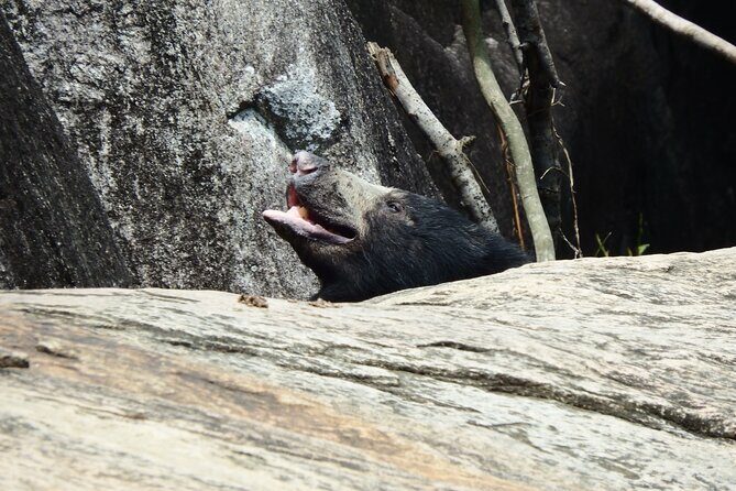 Yala National Park Full Day Safari Tour - Authentic Encounters: What the Reviews Say