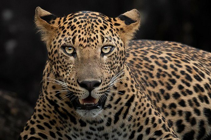 Yala National Park Full Day Safari Tour - Who Is This Tour Best For?