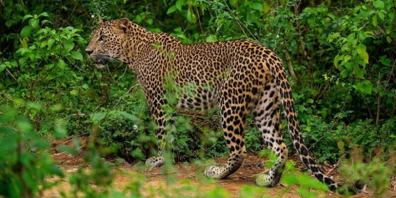 Yala National Park : Full Day Safari(04:30-18:00) - A Deep Dive into the Yala Safari Adventure