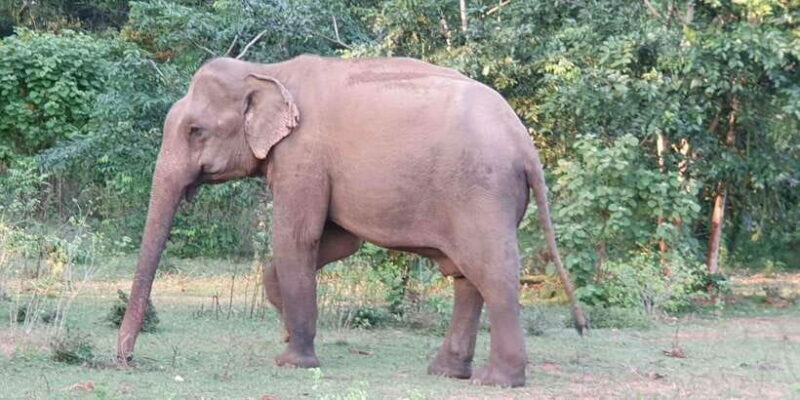 Yala National Park : Full Day Safari(04:30-18:00) - Who Will Love This Safari?