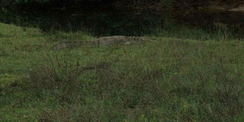 Yala National Park : Full Day Safari(04:30-18:00) - The Sum Up