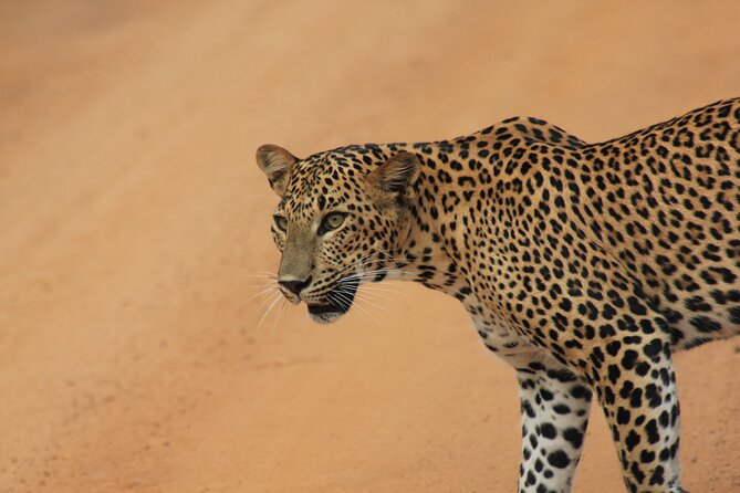 YALA National Park Full Day Tour With Breakfast and Lunch - Pickup Information