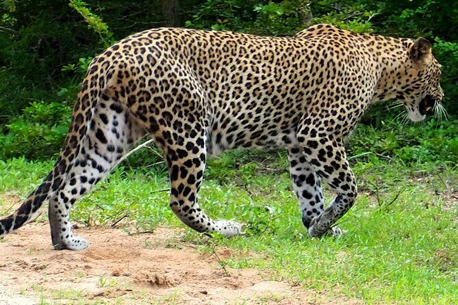Yala National Park Half Day / Full Day Special Safari Tours - Who Will Love This Tour?