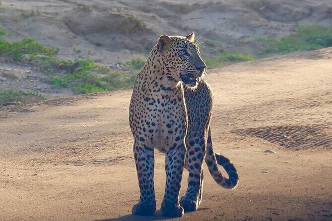 Yala National Park Half Day / Full Day Special Safari Tours - FAQ
