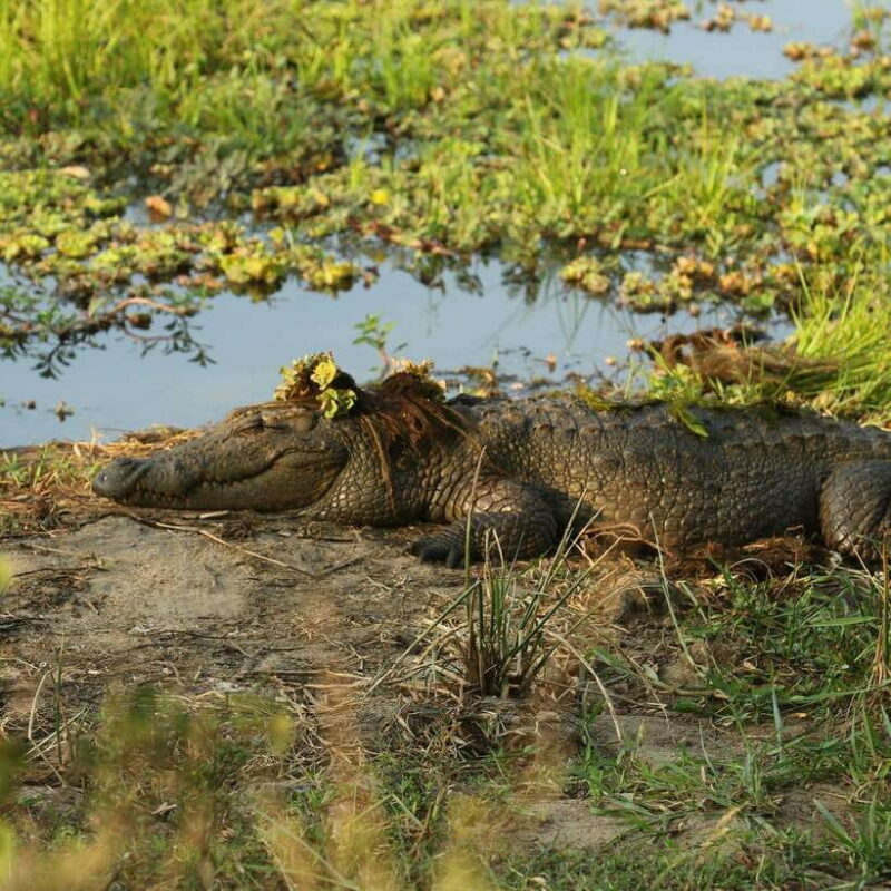 Yala National Park Half Day Safari - What to Expect from Your Safari