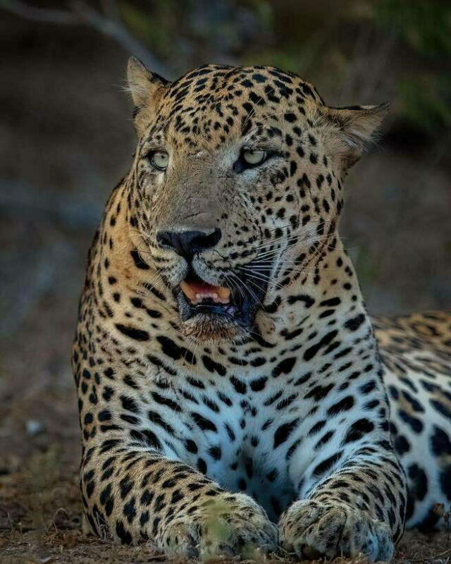 Yala National Park Half Day Safari - The Value and Why It Works
