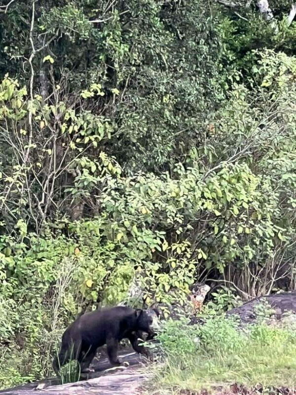 Yala National Park Half Day Safari - Authentic Encounters and Real Experiences
