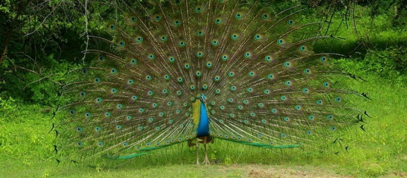 Yala National Park Half Day Safari - The Sum Up: Who Will Love This Safari?