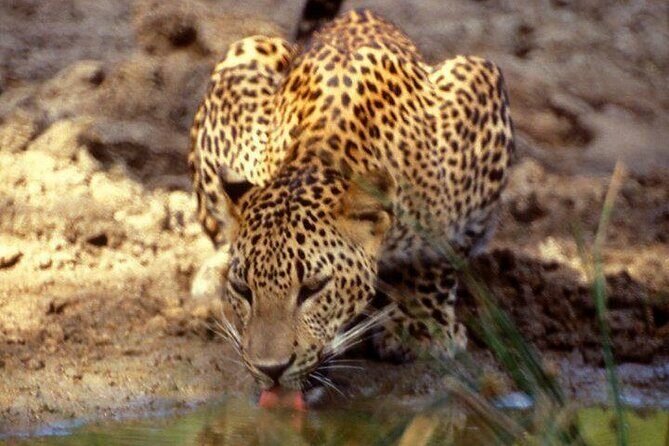 Yala National Park Half Day Safari - 4.30 a.m to 11.30 a.m - What Travelers Are Saying: Authentic Perspectives