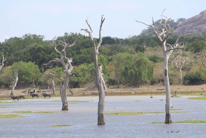 Yala National Park Half Day Safari - 4.30 a.m to 11.30 a.m - Practical Considerations