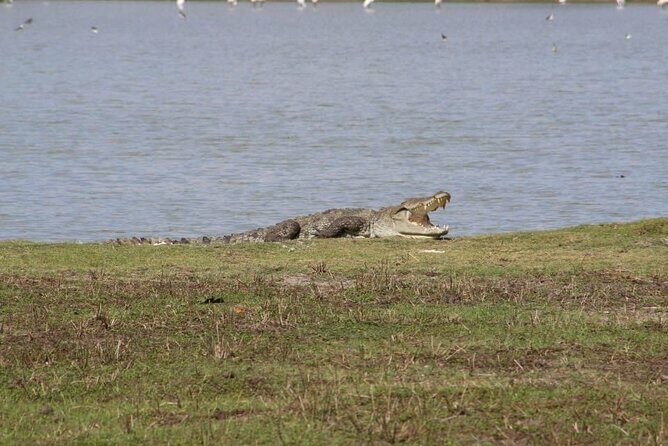 Yala National Park Half Day Safari - 4.30 a.m to 11.30 a.m - Final Thoughts: Is It Worth It?