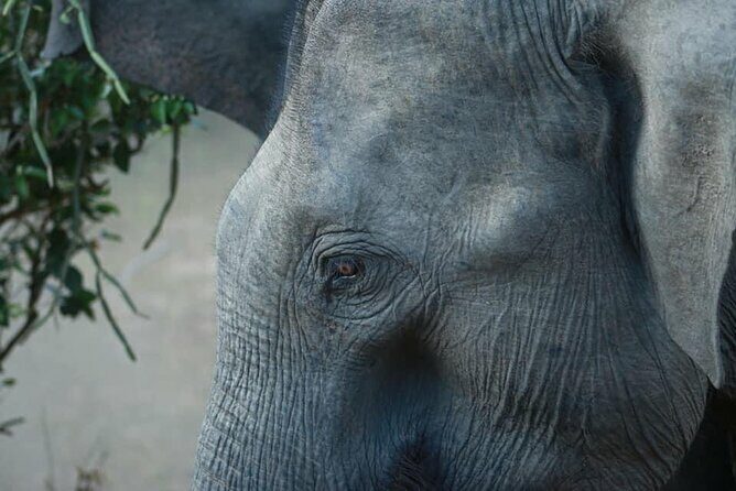 Yala National Park Half Day Safari - 4.30 a.m to 11.30 a.m - FAQs