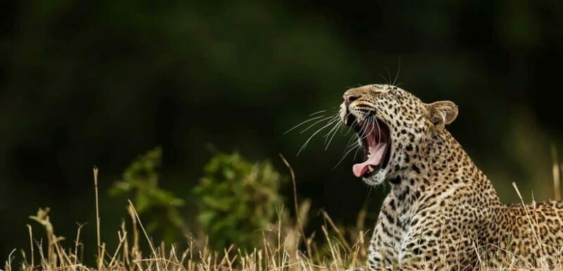 Yala National Park Half or Full-Day Safari - An Authentic Safari Experience in Yala National Park