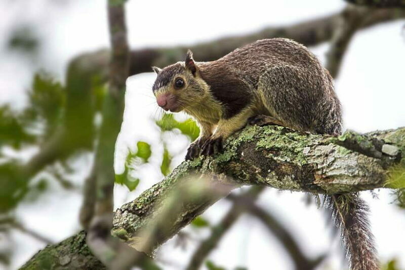 Yala National Park Half or Full-Day Safari - FAQ