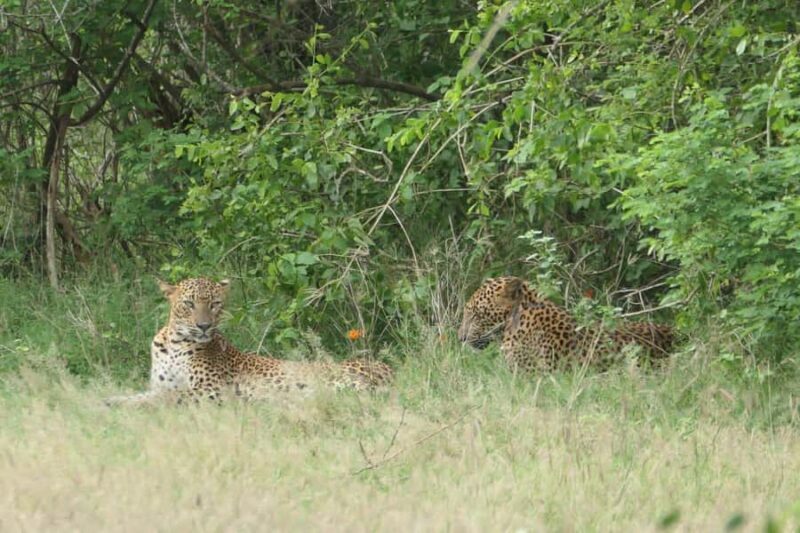 Yala National park: Hotel stay or pickup your hotel & Safari - The Value of the Experience