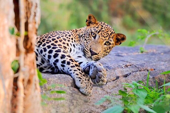 Yala National Park Leopard Safari - Key Points
