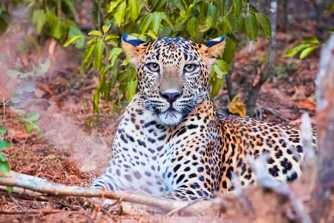 Yala National Park Leopard Safari - Tour Exclusions