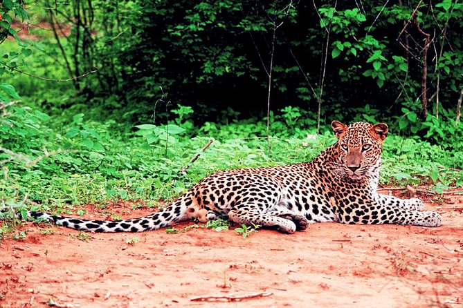 Yala National Park Leopard Safari - Booking Details