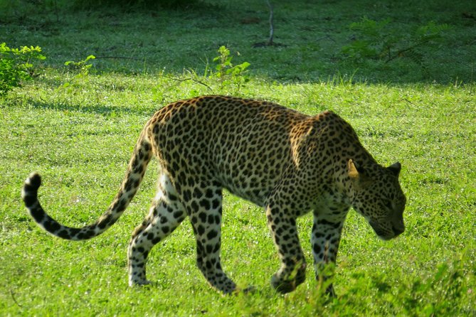 Yala National Park Leopard Safari - Review Breakdown