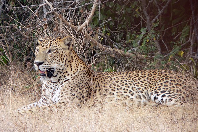 Yala National Park Leopard Safari - Meeting Point