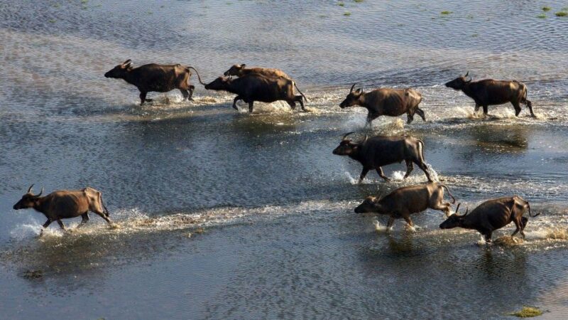 Yala National Park: Leopard Safari Day Tour From Colombo - Safari Experience