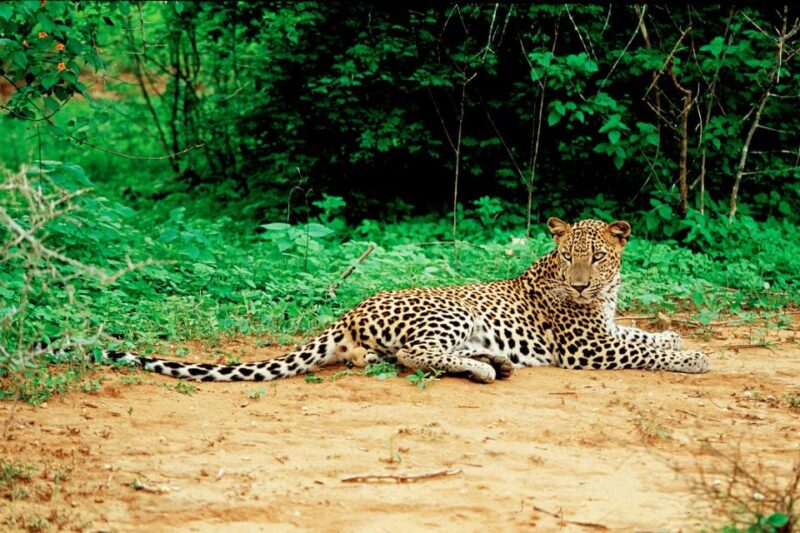 Yala National Park: Leopard Safari Day Tour From Colombo - Departure and Return
