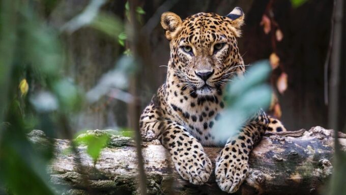 Yala National Park: Leopard Safari Day Tour From Colombo - Wildlife Sightings