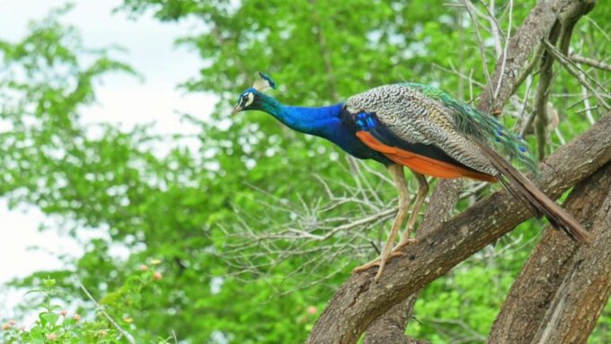 Yala National Park: Leopard Safari Day Tour From Colombo - Safety Considerations