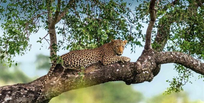 Yala National Park: Leopard Safari Day Tour From Colombo - Frequently Asked Questions