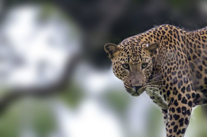 Yala National Park: Leopard Safari Full Day Tour With Lunch - Pickup and Schedule
