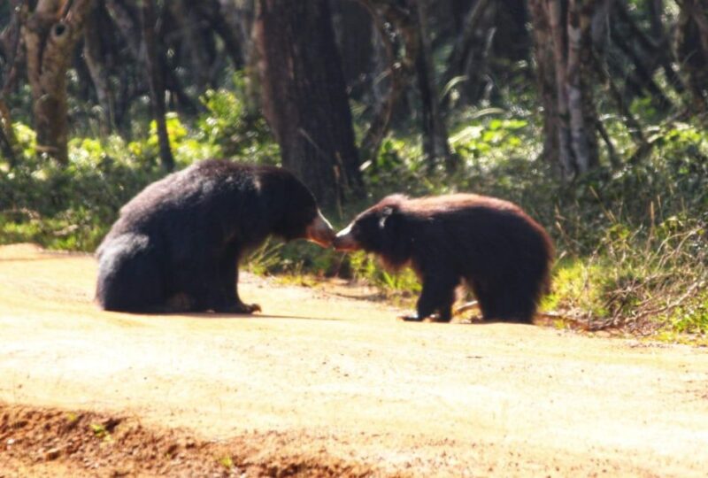 Yala National Park: Leopard Safari Full Day Tour With Lunch - Inclusions and Exclusions